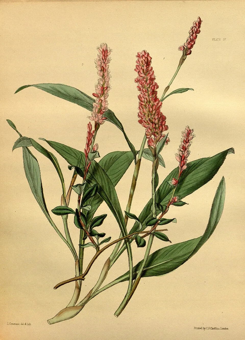 Szárölelő keserűfű / Bistorta (syn. Polygonum) amplexicaulis 'JS Misty Morning®'