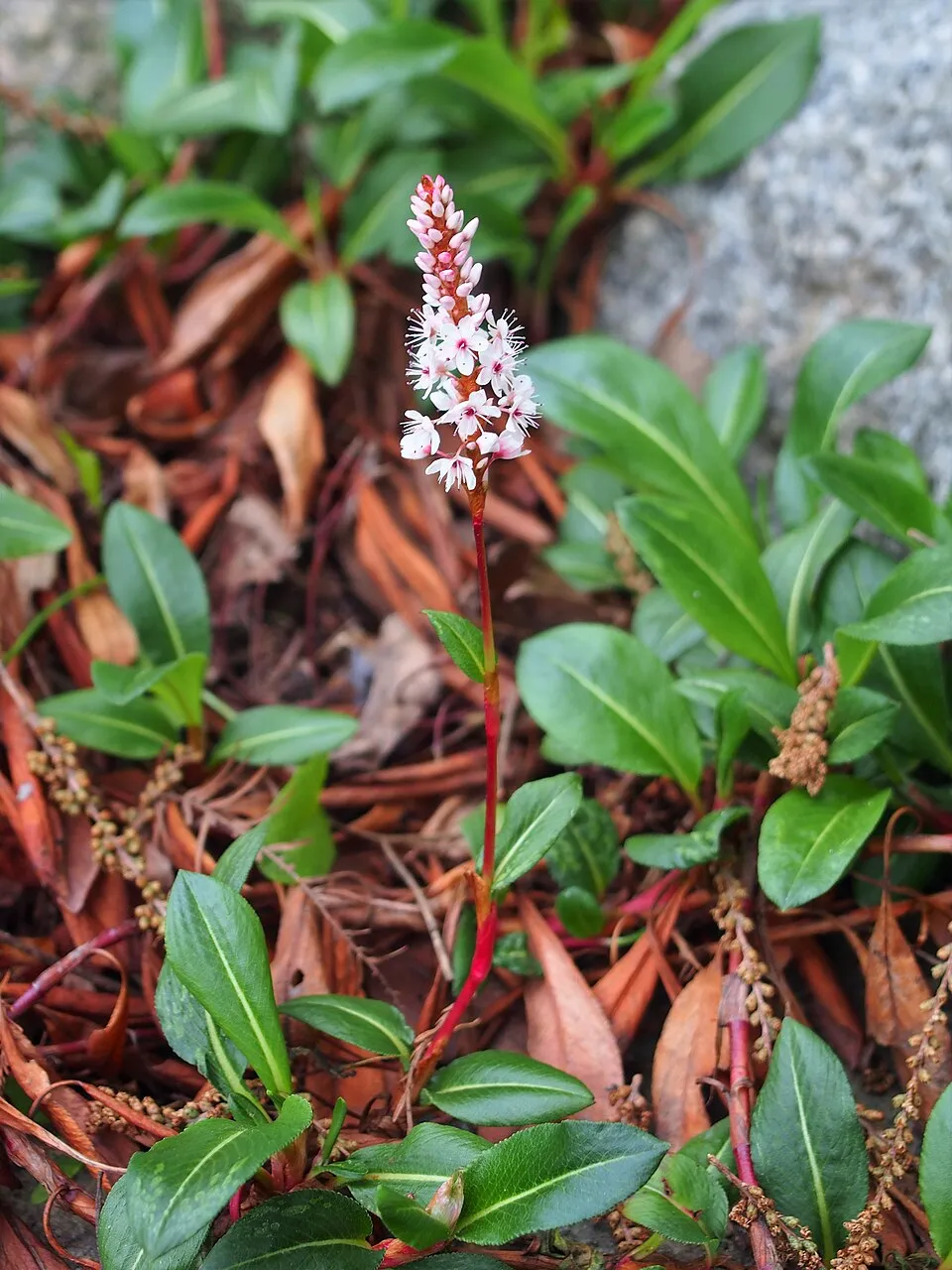Szárölelő keserűfű / Bistorta (syn. Polygonum) amplexicaulis 'Orange Field'