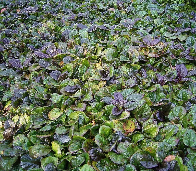 Indás ínfű / Ajuga reptans 'Atropurpurea'