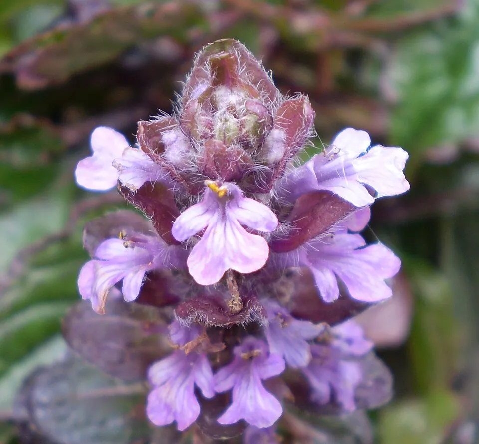 Indás ínfű / Ajuga reptans 'Atropurpurea'