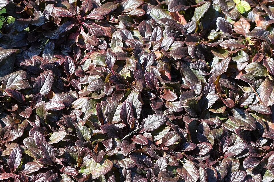 Indás ínfű / Ajuga reptans 'Atropurpurea'
