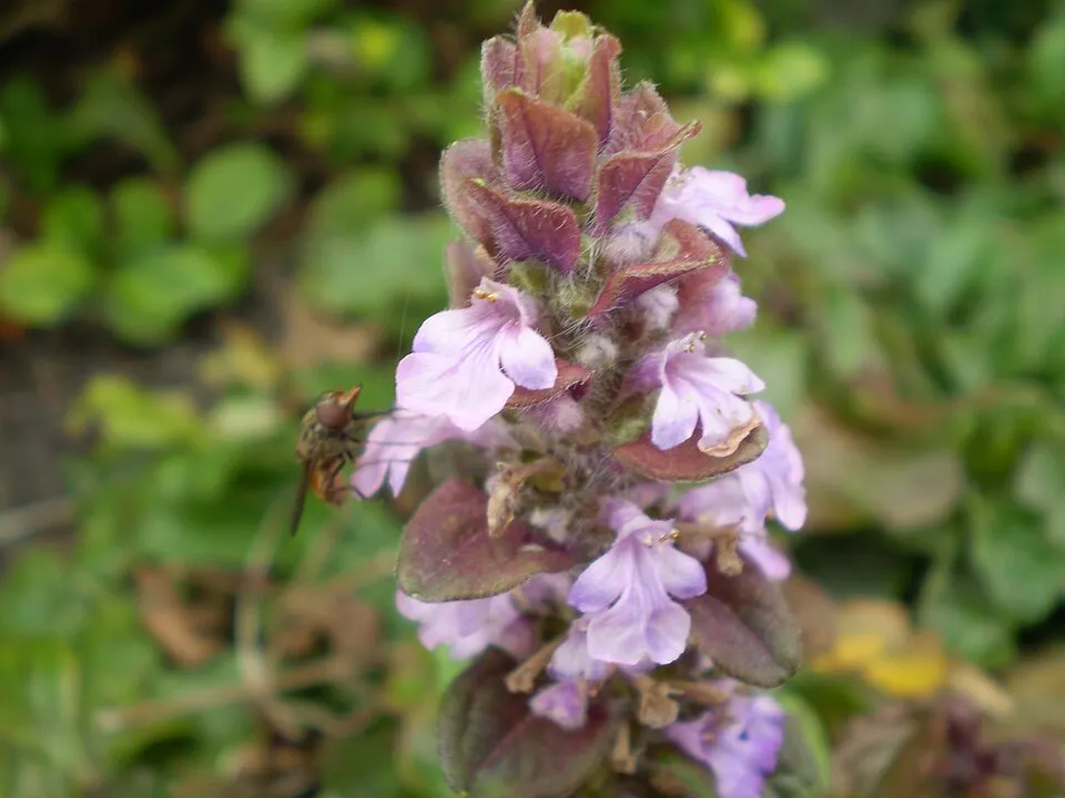 Indás ínfű / Ajuga reptans 'Atropurpurea'