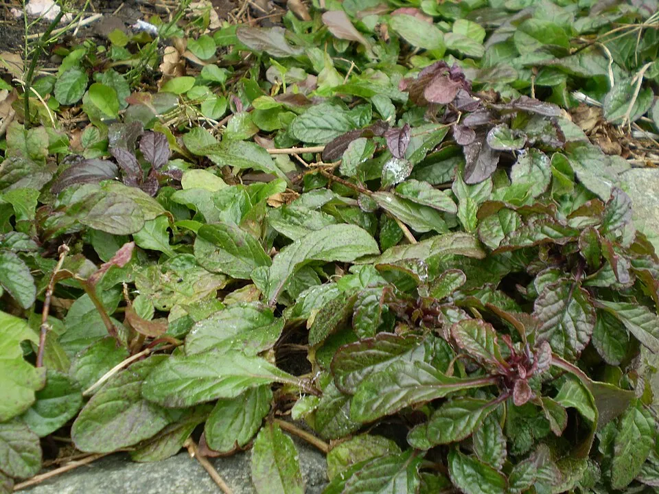 Indás ínfű / Ajuga reptans 'Atropurpurea'