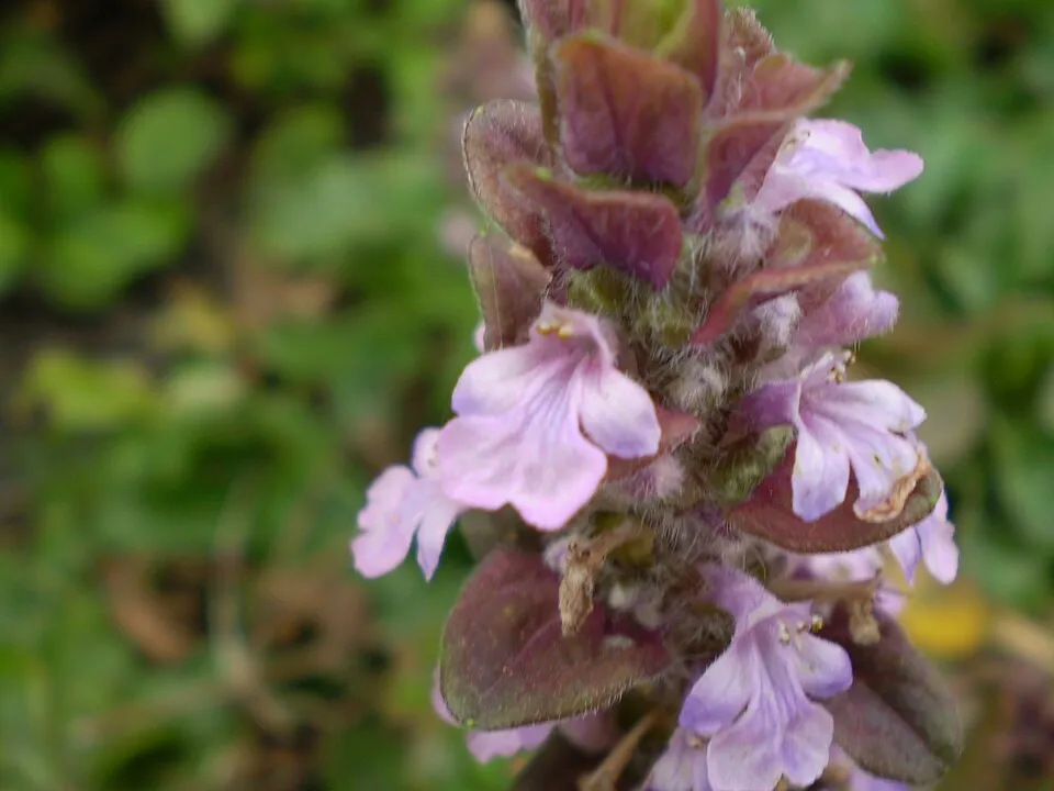 Indás ínfű / Ajuga reptans 'Atropurpurea'