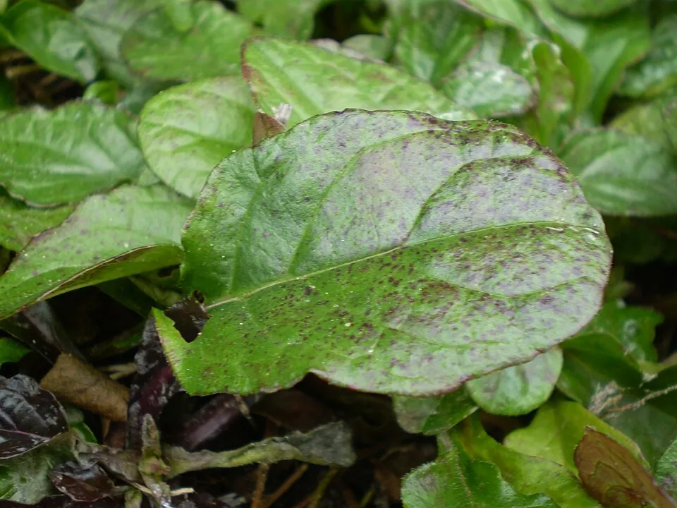 Indás ínfű / Ajuga reptans 'Atropurpurea'