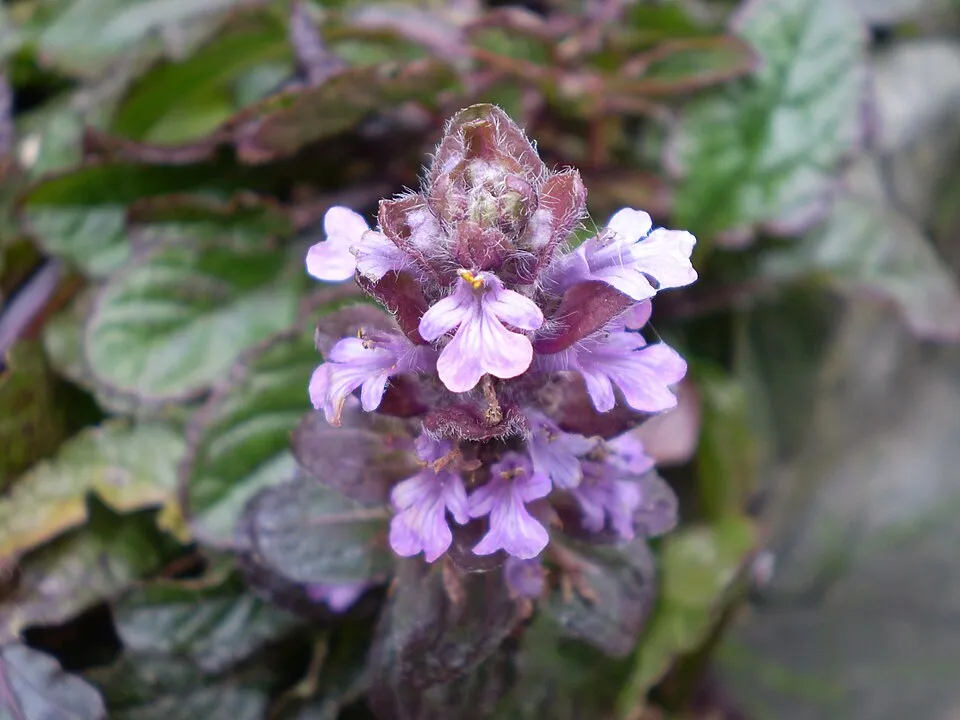 Indás ínfű / Ajuga reptans 'Atropurpurea'