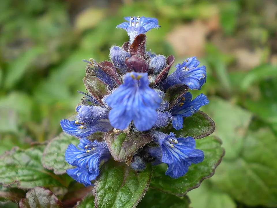 Indás ínfű / Ajuga reptans 'Atropurpurea'