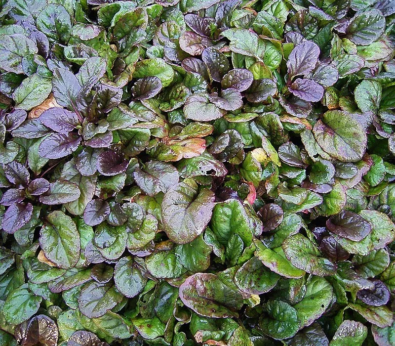 Indás ínfű / Ajuga reptans 'Atropurpurea'