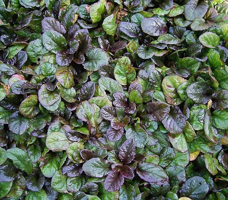 Indás ínfű / Ajuga reptans 'Atropurpurea'