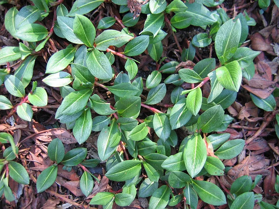 Szárölelő keserűfű / Bistorta (syn. Polygonum) amplexicaulis 'Summer Dance'