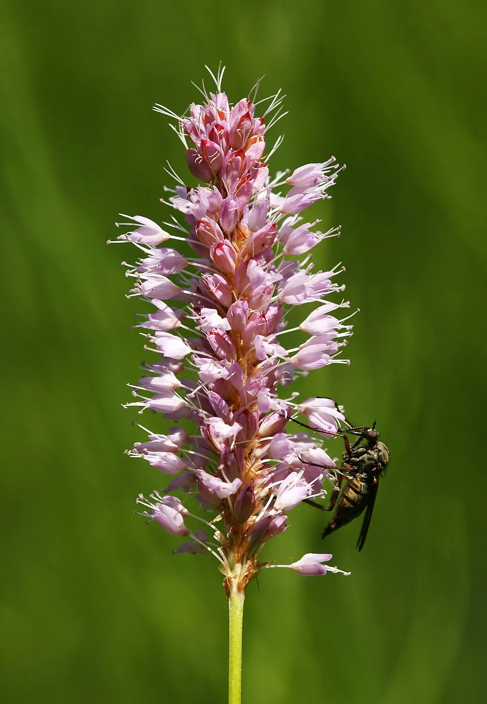 Szárölelő keserűfű / Bistorta (syn. Polygonum) amplexicaulis 'White Eastfield'