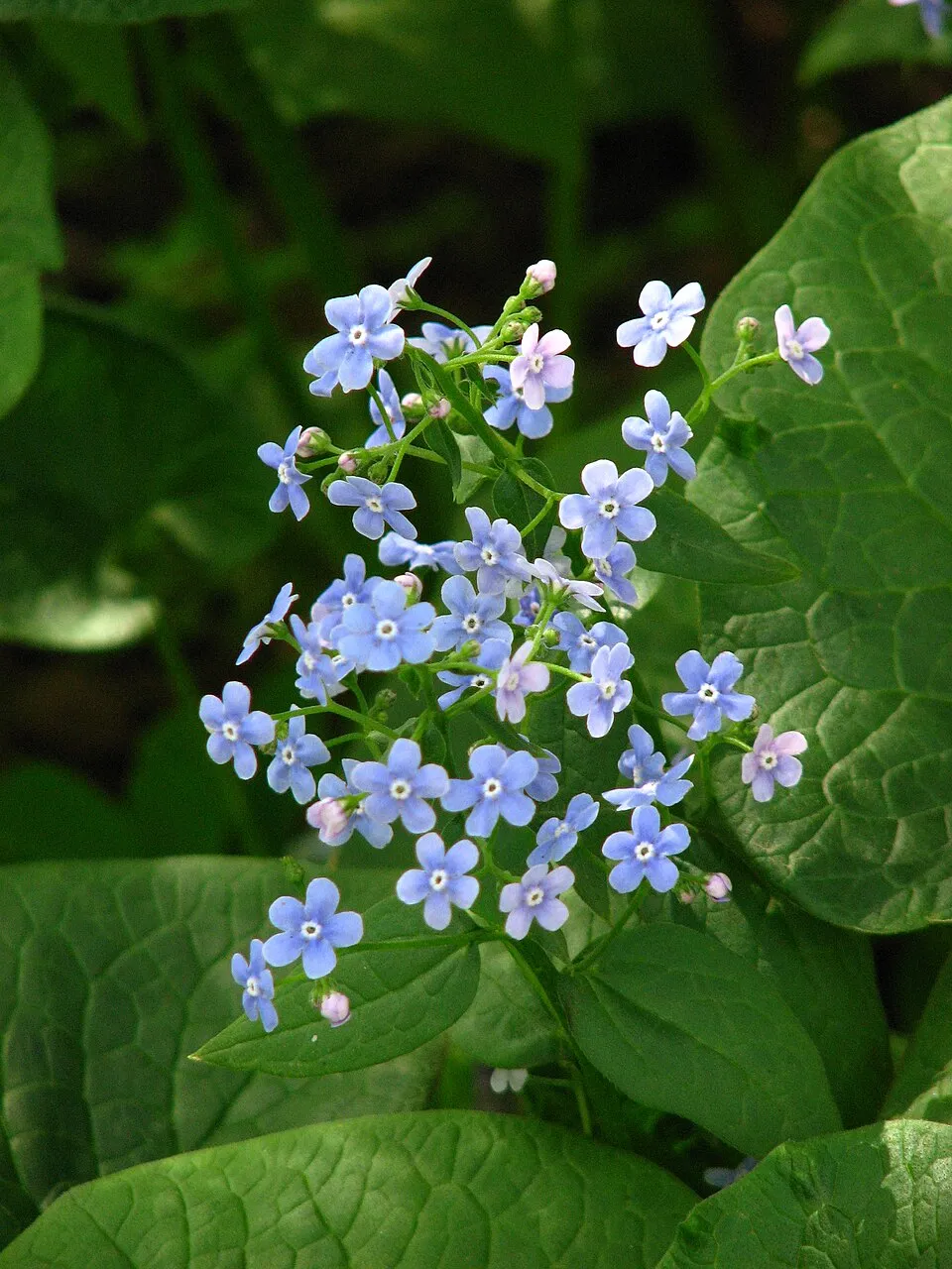 Szibériai nefelejcs / Brunnera sibirica