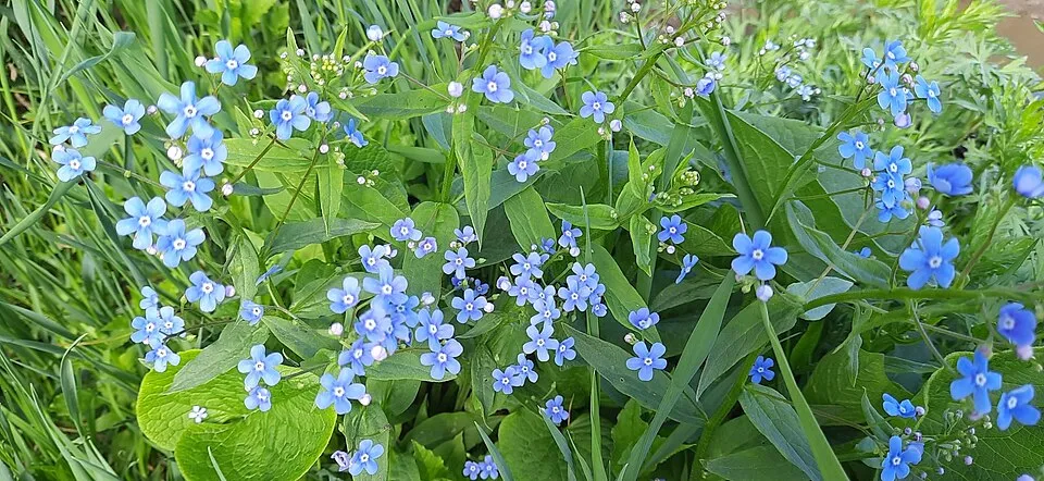 Szibériai nefelejcs / Brunnera sibirica
