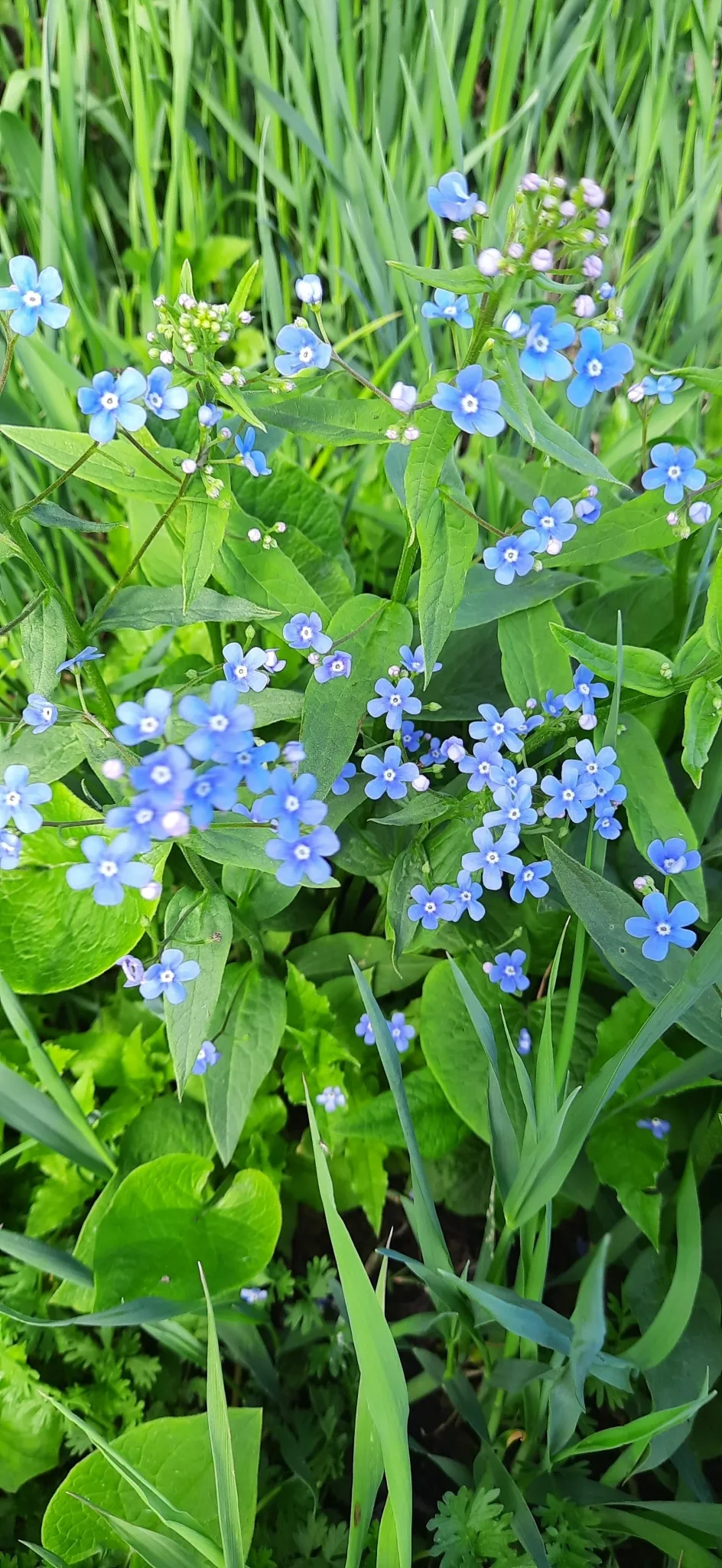 Szibériai nefelejcs / Brunnera sibirica