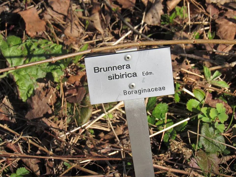 Szibériai nefelejcs / Brunnera sibirica
