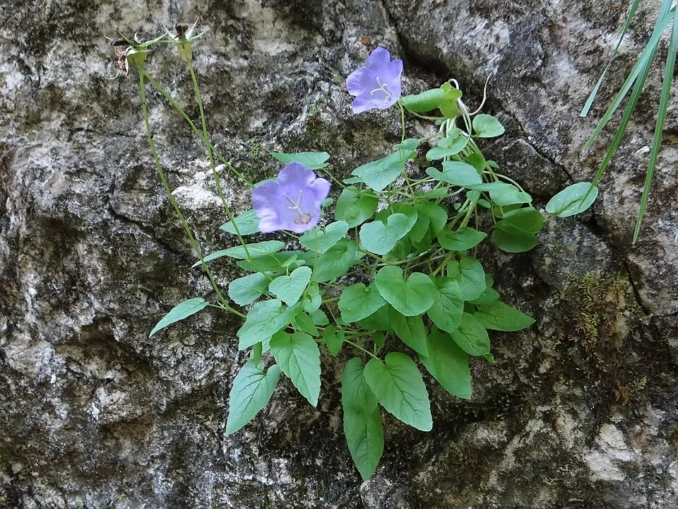 Kárpáti harangvirág / Campanula carpatica 'Jenny'