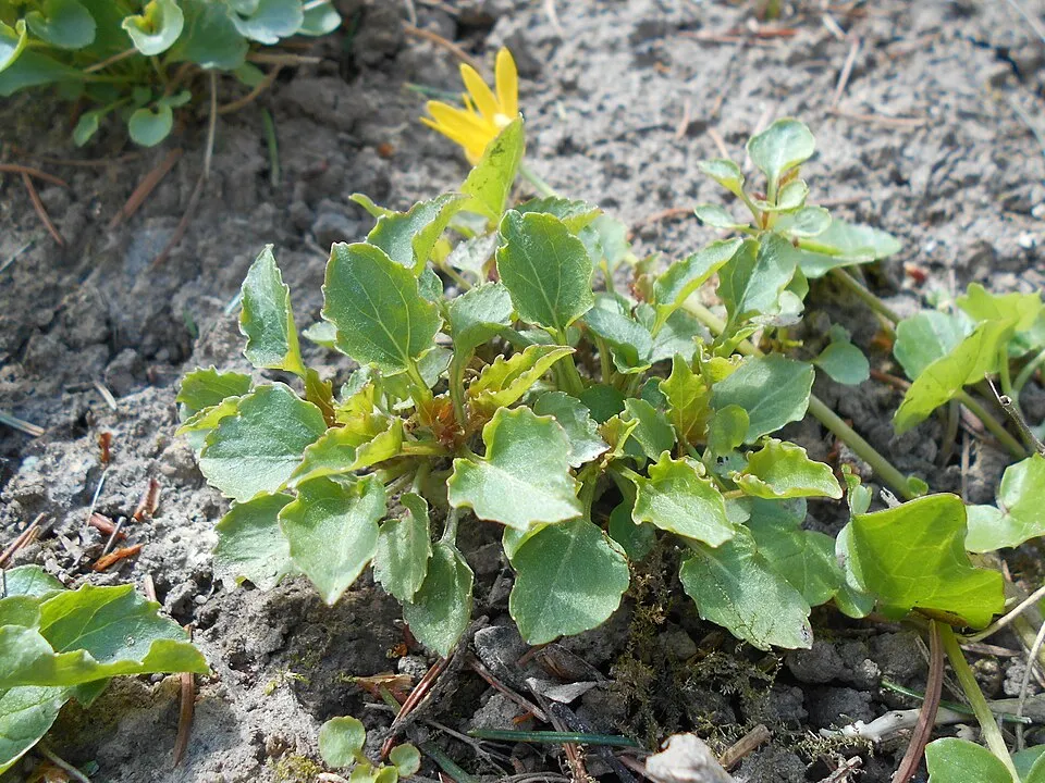Kárpáti harangvirág / Campanula carpatica 'Jenny'