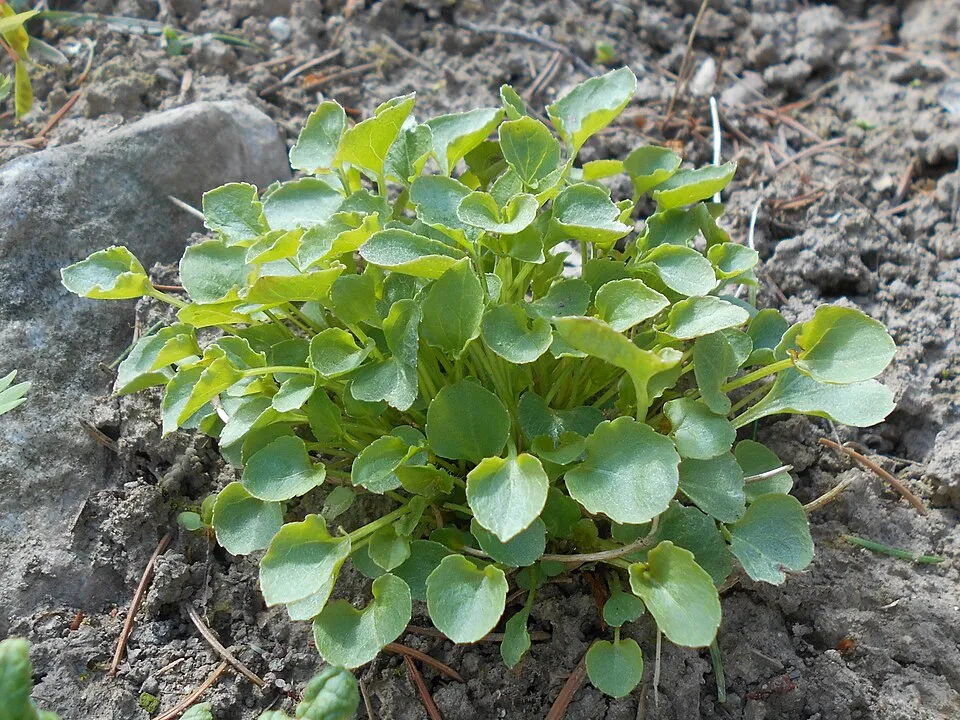 Kárpáti harangvirág / Campanula carpatica 'Jenny'