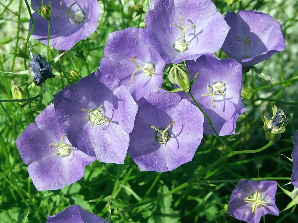 Kárpáti harangvirág / Campanula carpatica 'Jenny'