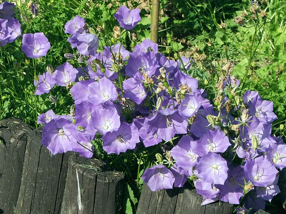 Kárpáti harangvirág / Campanula carpatica 'Jenny'