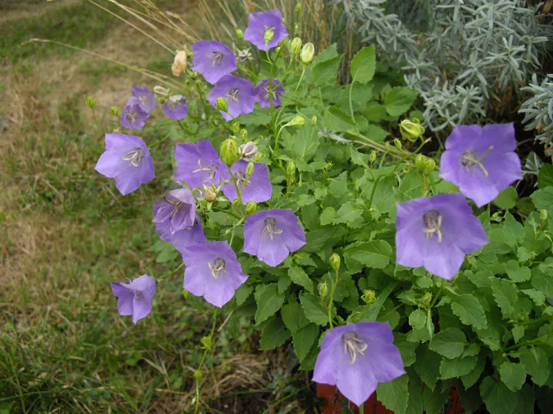 Kárpáti harangvirág / Campanula carpatica 'Jenny'