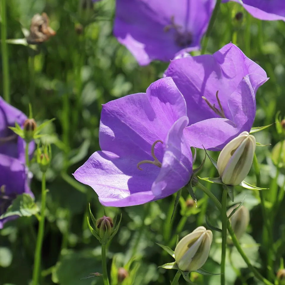 Kárpáti harangvirág / Campanula carpatica 'Jenny'