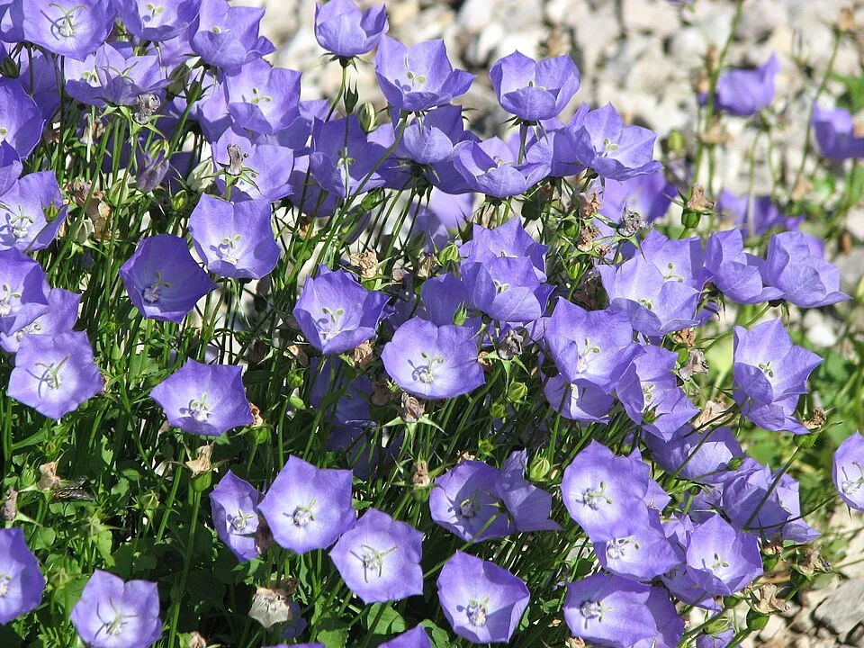 Kárpáti harangvirág / Campanula carpatica 'Jenny'