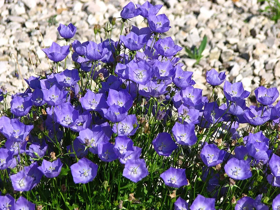 Kárpáti harangvirág / Campanula carpatica 'Jenny'