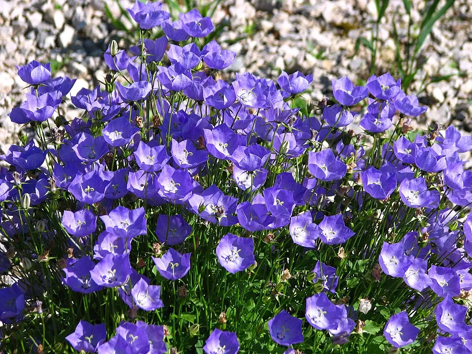 Kárpáti harangvirág / Campanula carpatica 'Jenny'