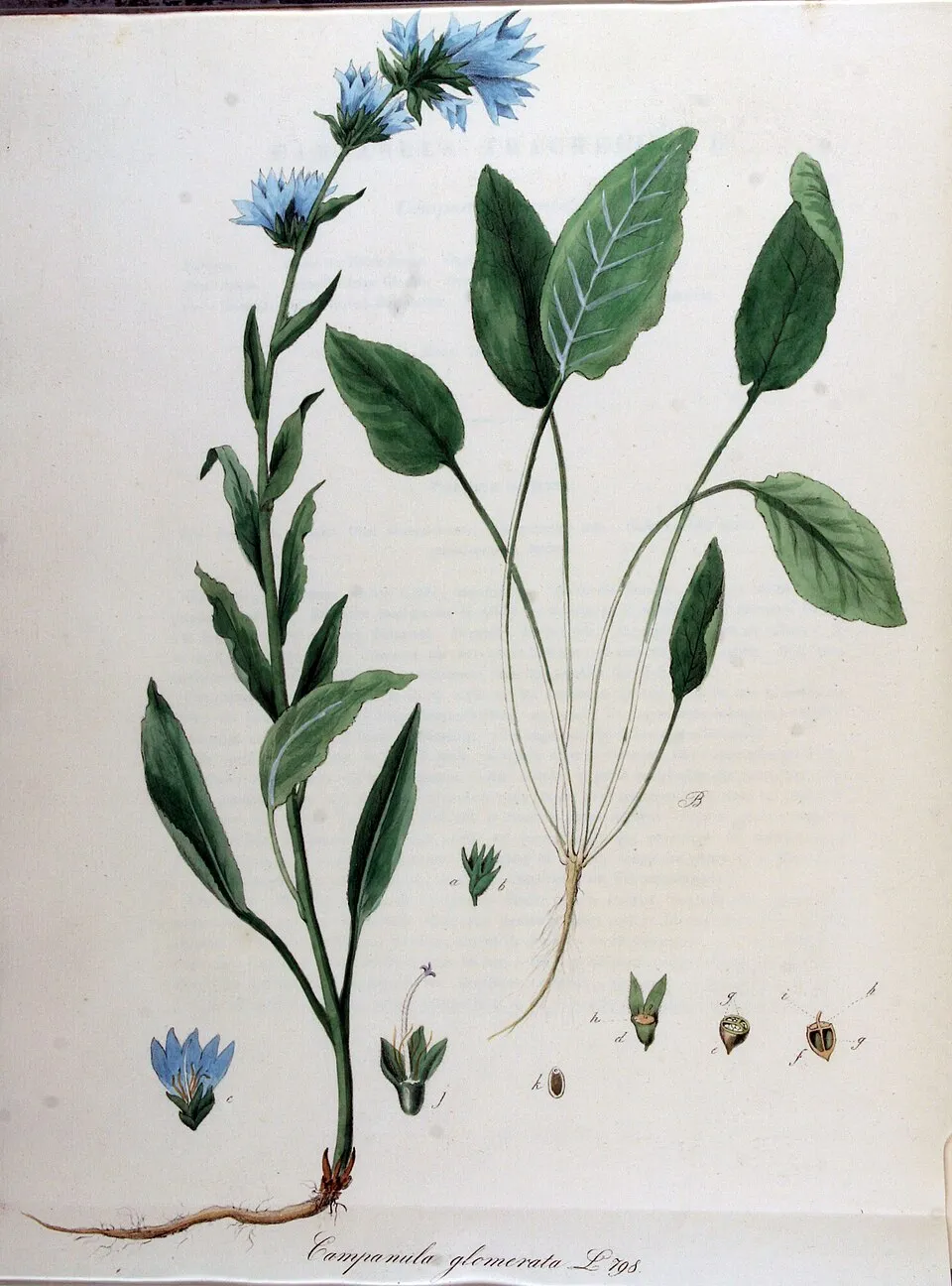 Csomós harangvirág / Campanula glomerata 'Caroline'