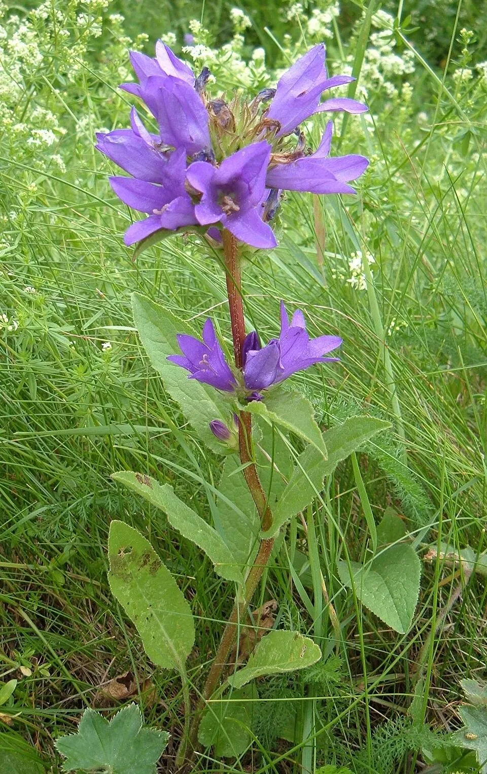 Csomós harangvirág / Campanula glomerata 'Caroline'