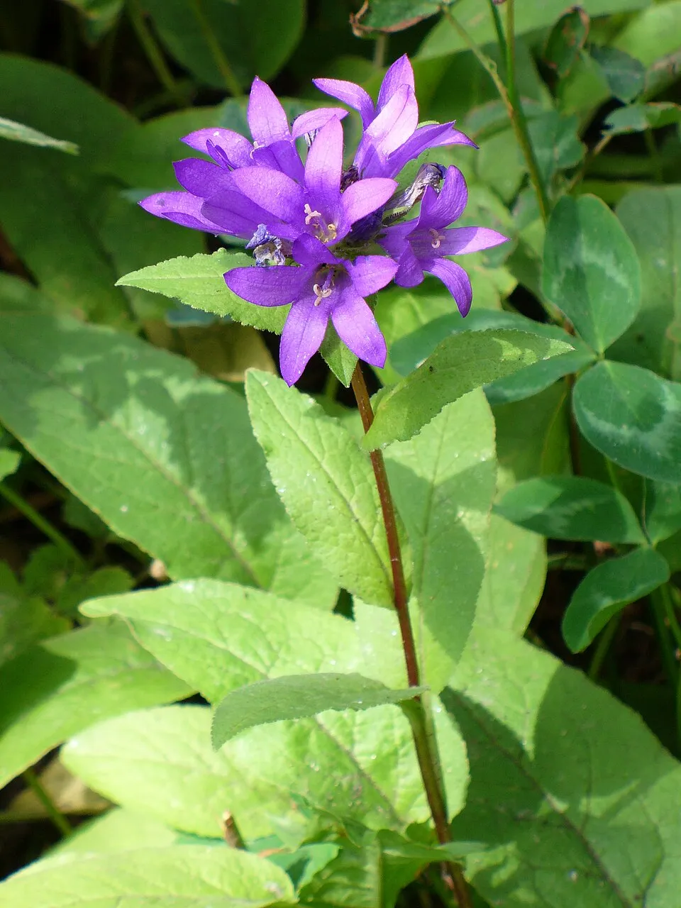 Csomós harangvirág / Campanula glomerata 'Caroline'