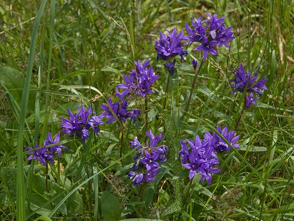 Csomós harangvirág / Campanula glomerata 'Caroline'