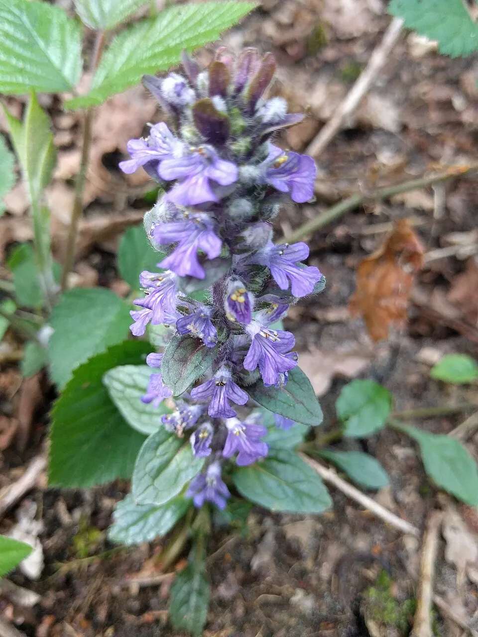 Indás ínfű / Ajuga reptans BEST BUDDIES® 'Caramel'