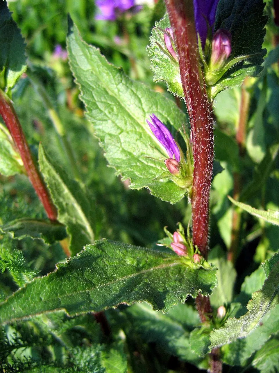 Csomós harangvirág / Campanula glomerata 'Evelin'