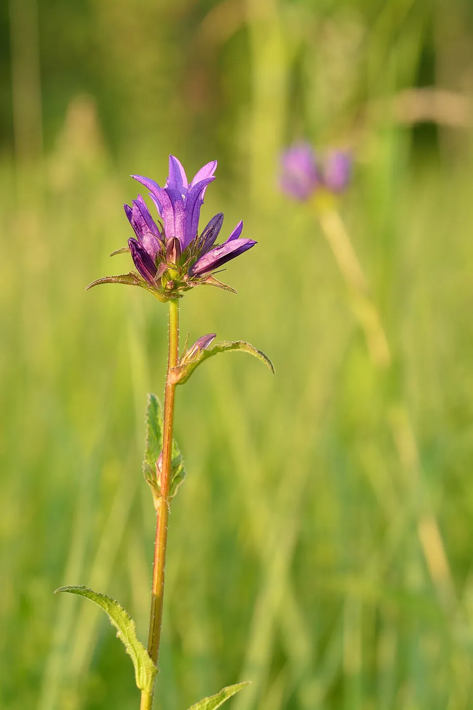 Csomós harangvirág / Campanula glomerata 'Freya'
