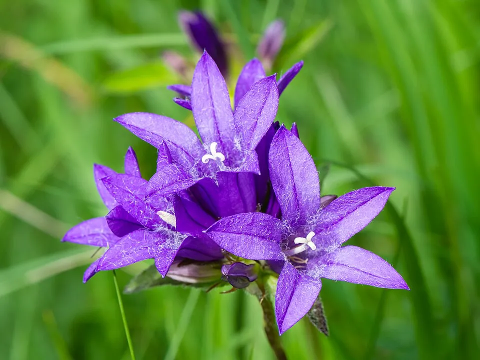 Csomós harangvirág / Campanula glomerata 'Freya'