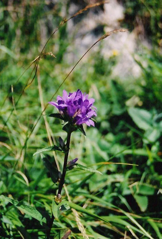 Csomós harangvirág / Campanula glomerata 'Freya'