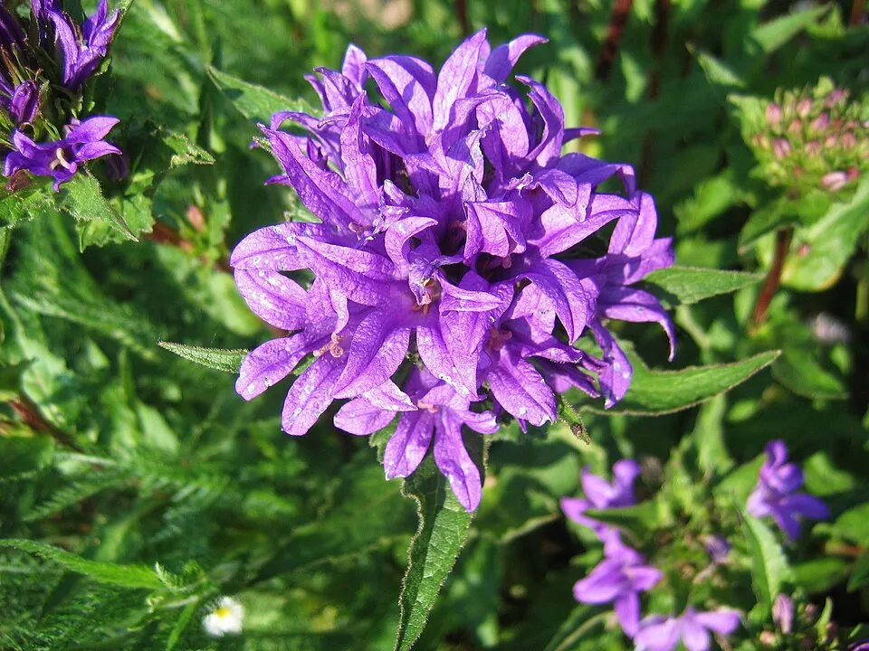 Csomós harangvirág / Campanula glomerata 'Freya'