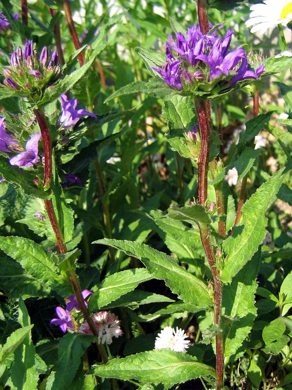 Csomós harangvirág / Campanula glomerata 'Genti Blue'