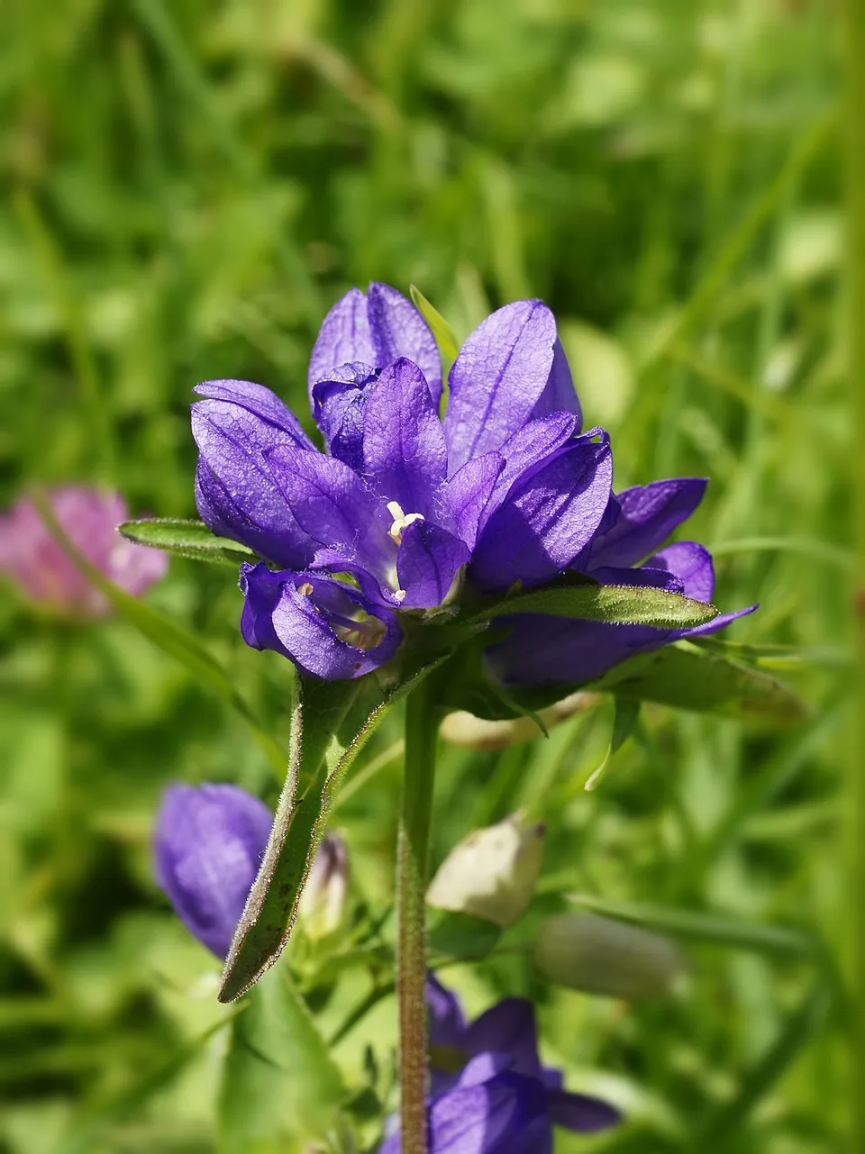 Csomós harangvirág / Campanula glomerata 'Genti Blue'