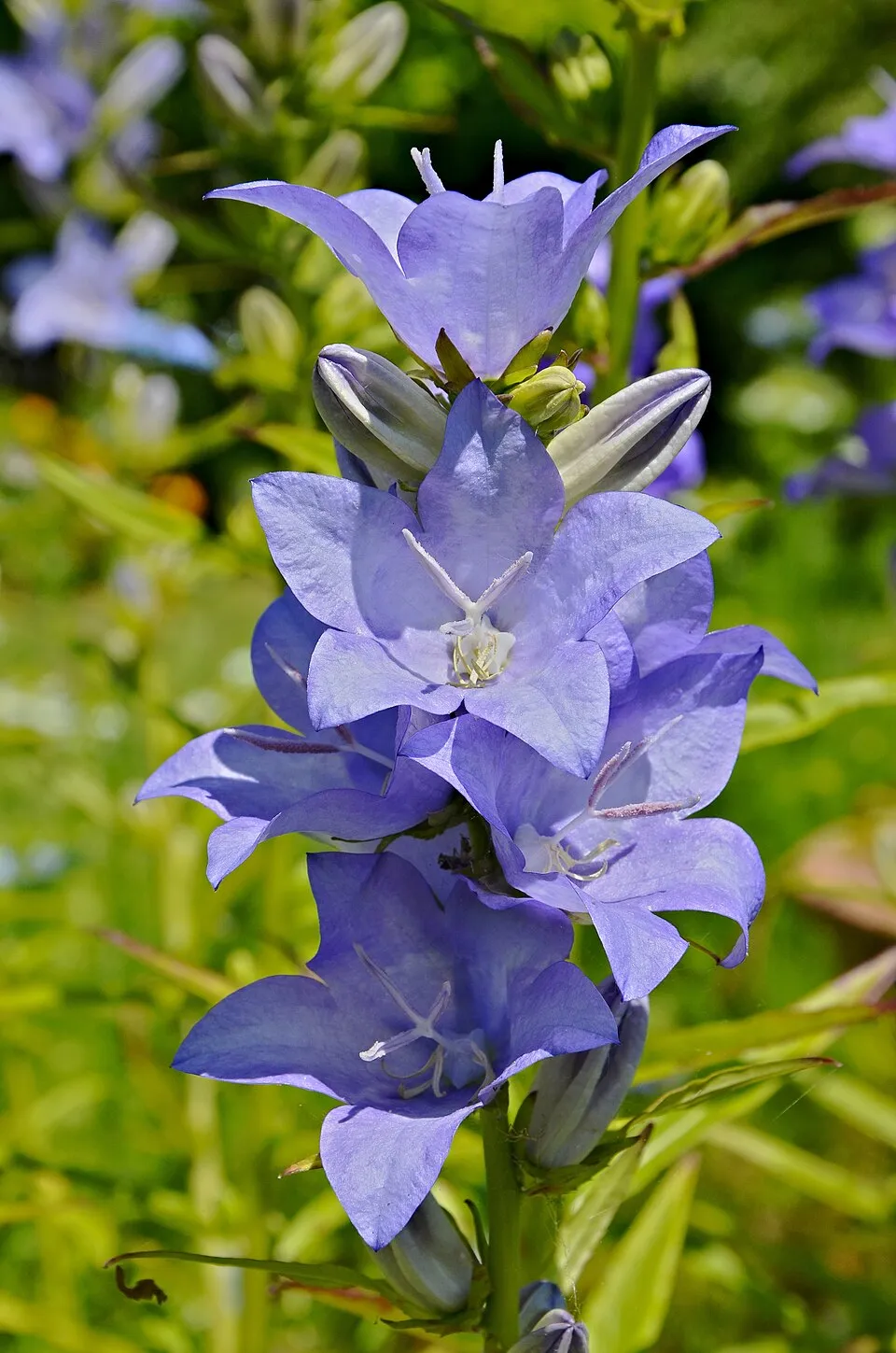 Baracklevelű harangvirág / Campanula persicifolia 'Azure Beauty'