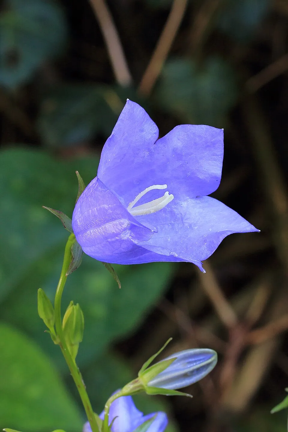 Baracklevelű harangvirág / Campanula persicifolia 'Azure Beauty'