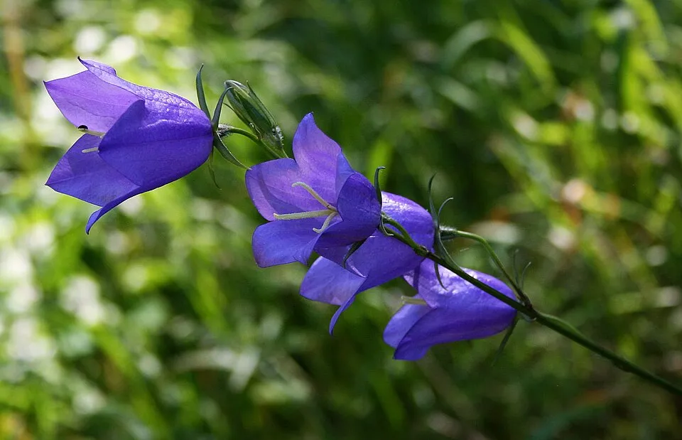 Baracklevelű harangvirág / Campanula persicifolia 'Azure Beauty'