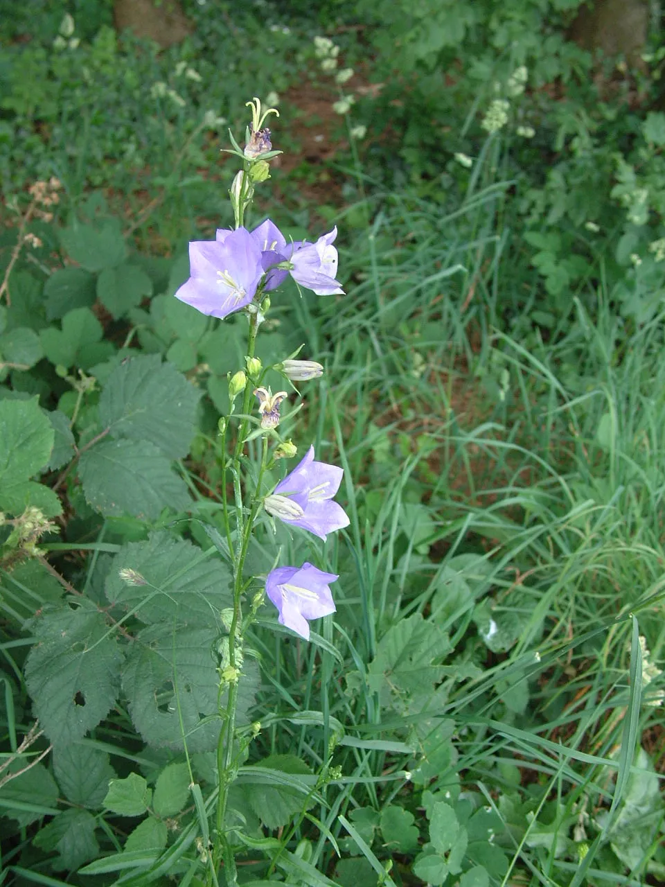 Baracklevelű harangvirág / Campanula persicifolia 'Azure Beauty'