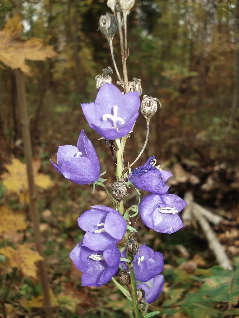 Baracklevelű harangvirág / Campanula persicifolia 'Azure Beauty'
