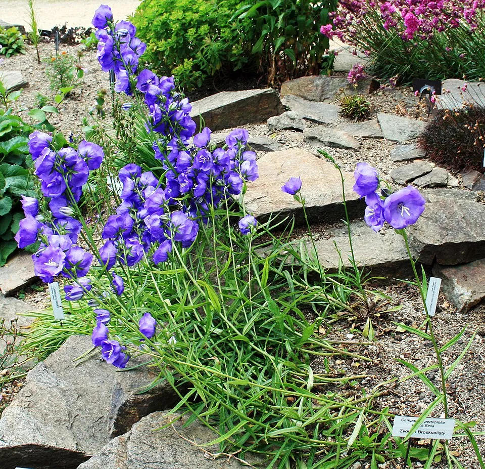 Baracklevelű harangvirág / Campanula persicifolia 'Azure Beauty'