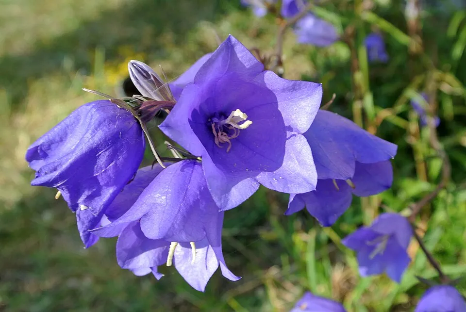 Baracklevelű harangvirág / Campanula persicifolia 'Azure Beauty'