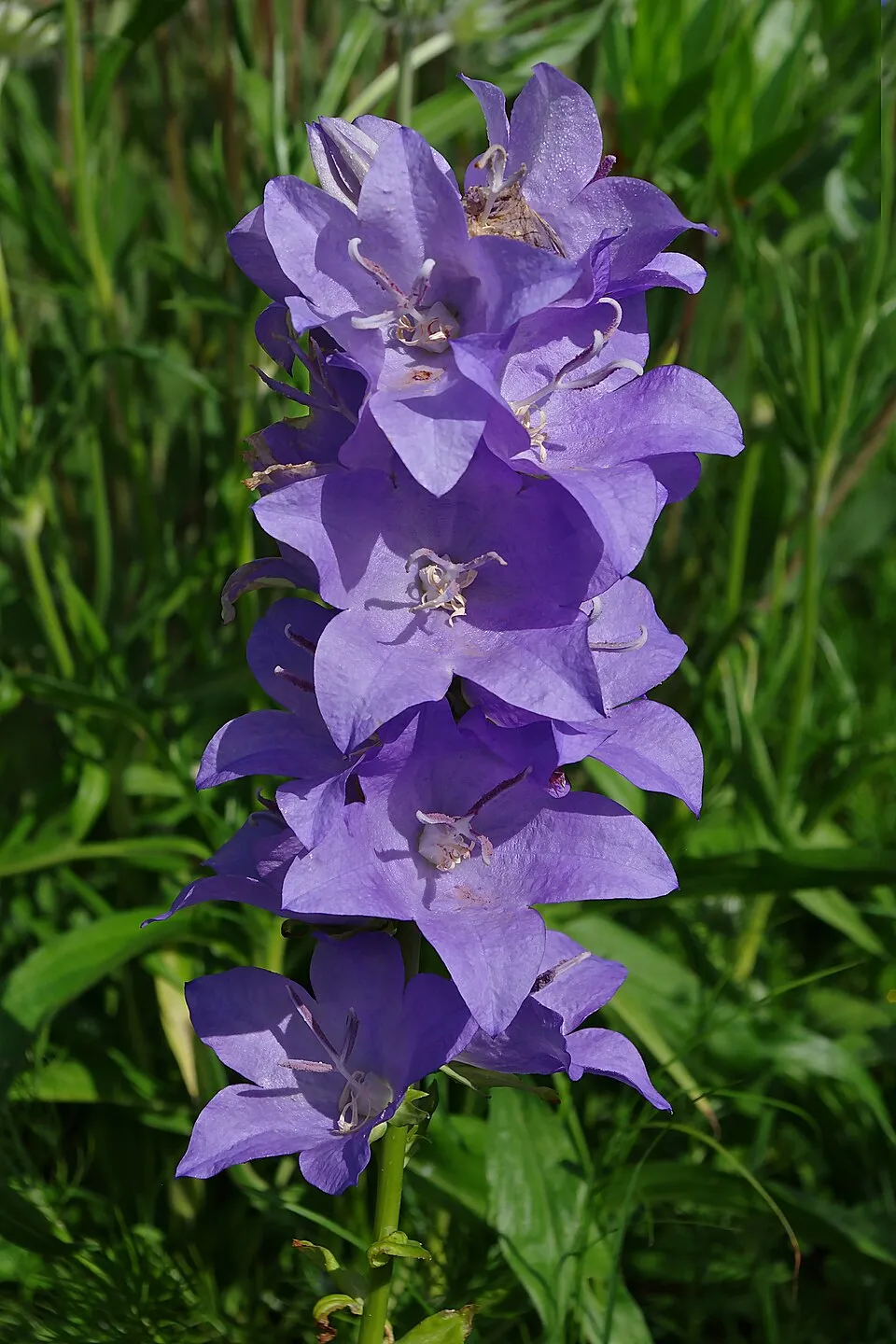 Baracklevelű harangvirág / Campanula persicifolia 'Azure Beauty'