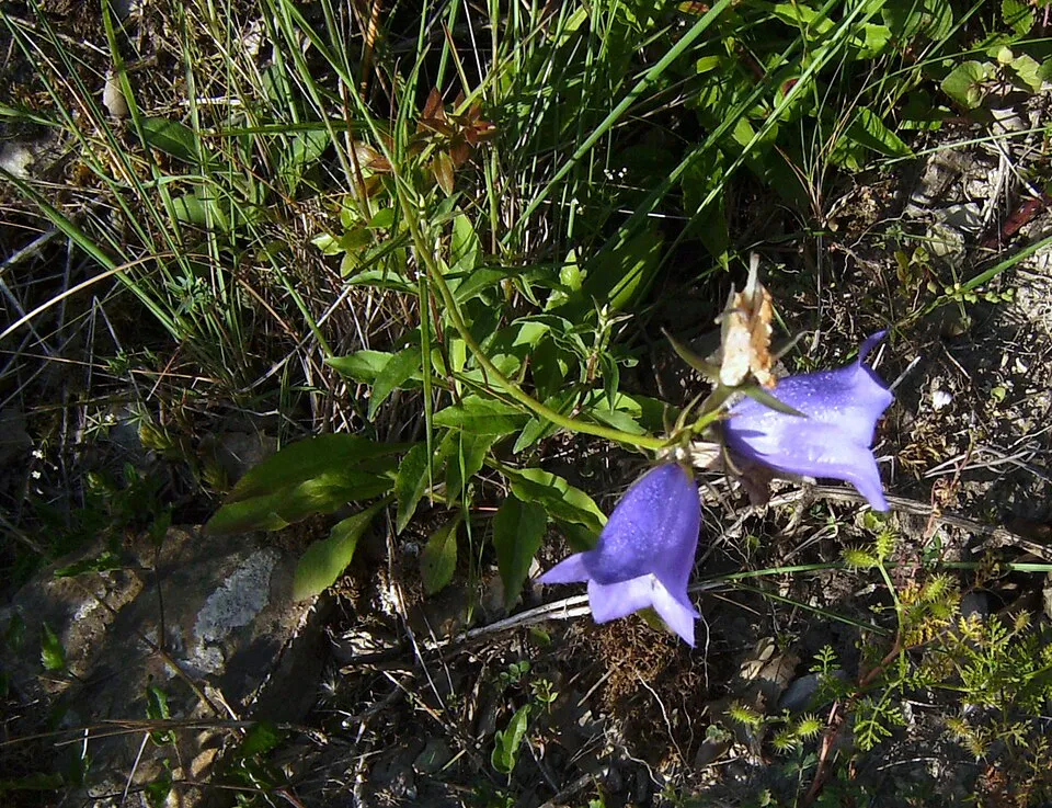 Baracklevelű harangvirág / Campanula persicifolia 'Azure Beauty'